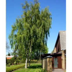 Hængebirk Betula Pendula 'Tristis' Heister 175-200 Cm. Med Potte -Tilbud Lys Haven Butik mi342 betula pendula tristis 2533