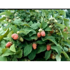 Hindbær 'Veten' Rubus Idaeus 'Veten' Barrods,- 8-10 Mm. Rodhals.