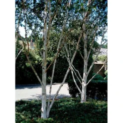 Himalayabirk Betula Utilis Heister 175-200 Cm. Med Potte -Tilbud Lys Haven Butik mi347 betula utilis 0406