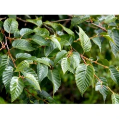 Himalayabirk Betula Utilis Heister 175-200 Cm. Med Potte -Tilbud Lys Haven Butik mi347 betula utilis 6104