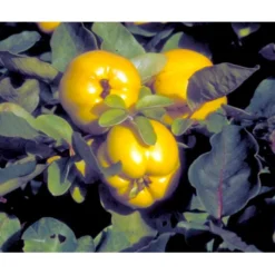 Pærekvæde Cydonia Oblonga 4-8 Grene. 120-160 Cm. Potte, (Kvæde A) -Tilbud Lys Haven Butik mi3480 cydonia oblonga 2353 1