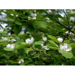 Æblekvæde 'Konstantinopel' Cydonia Oblonga 'Konstantinopel' Potte 7,5 Liter 125-150 Cm. -Tilbud Lys Haven Butik mi3480 cydonia oblonga 2eac