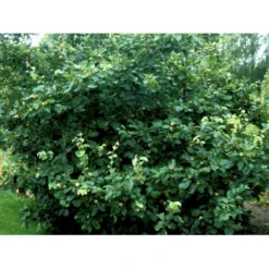 Pærekvæde Cydonia Oblonga 4-8 Grene. 120-160 Cm. Potte, (Kvæde A) -Tilbud Lys Haven Butik mi3480 cydonia oblonga 44ca 1