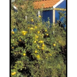 Æblekvæde 'Konstantinopel' Cydonia Oblonga 'Konstantinopel' Potte 7,5 Liter 125-150 Cm. -Tilbud Lys Haven Butik mi3480 cydonia oblonga 5971