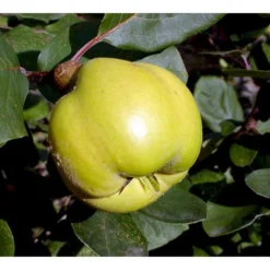 Pærekvæde 'Vranja' Cydonia Oblonga 'Vranja' 4-8 Grene. 120-160 Cm. Potte, (Kvæde A) -Tilbud Lys Haven Butik mi3486 cydonia oblonga wranja 1610