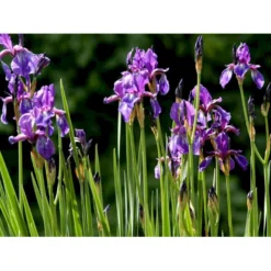 Sibirisk Iris Iris Sibirica 1 Liter Potte -Tilbud Lys Haven Butik mi3515 iris sibirica 6a60