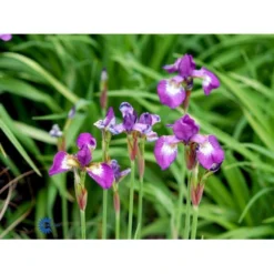 Sibirisk Iris 'Having Fun' Iris Sibirica 'Having Fun' 1 Liter Potte -Tilbud Lys Haven Butik mi3524 iris sibirica helen astor 3d9e