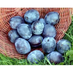 Blomme 'Italiensk Sveske' Prunus Domestica 'Italiensk Sveske' 4-8 Grene, 130-170 Cm. 10 Liter Potte. (S.J.A.) 5 Blomme 'Italiensk Sveske' Prunus Domestica 'Italiensk Sveske' 4-8 Grene, 130-170 Cm. 10 Liter Potte. (S.J.A.) -Tilbud Lys Haven Butik mi357 prunus domestica italiensk sveske 4d38