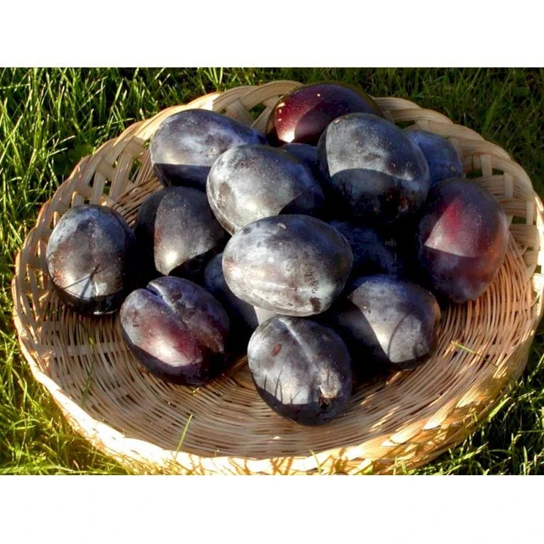 Blomme 'Italiensk Sveske' Prunus Domestica 'Italiensk Sveske' 4-8 Grene, 130-170 Cm. 10 Liter Potte. (S.J.A.) 1 Blomme 'Italiensk Sveske' Prunus Domestica 'Italiensk Sveske' 4-8 Grene, 130-170 Cm. 10 Liter Potte. (S.J.A.)