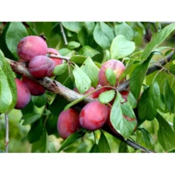 Blomme 'Opal' Prunus Domestica 'Opal' Dværgtræ, 3-5 Grene, 6,7 Liter Potte, 80-100 Cm. -Tilbud Lys Haven Butik mi359 prunus domestica opal 72aa