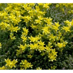 Bidende Stenurt Sedum Acre 10 Cm. Potte