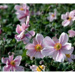 Høstanemone 'Königin Charlotte' Anemone Japonica 'Königin Charlotte' 1 Liter Potte