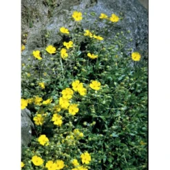 Soløje 'Golden Queen' Helianthemum Hybrid 'Golden Queen' 10 Cm. Potte -Tilbud Lys Haven Butik mi3698 helianthemum golden queen cf5b