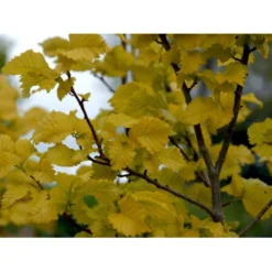 Guld Elm Ulmus Hollandica 'Wredei' Med Klump,- 150-175 Cm. 7 Guld Elm Ulmus Hollandica 'Wredei' Med Klump,- 150-175 Cm. -Tilbud Lys Haven Butik mi3702 ulmus hollandica wredei 25bd