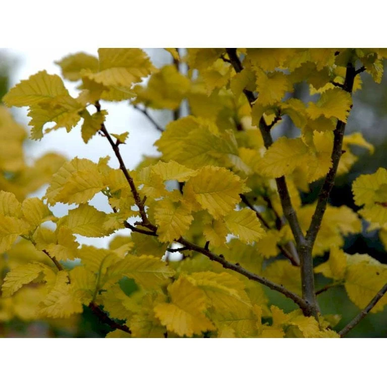 Guld Elm Ulmus Hollandica 'Wredei' Med Klump,- 150-175 Cm. 4 Guld Elm Ulmus Hollandica 'Wredei' Med Klump,- 150-175 Cm. - Billede 4