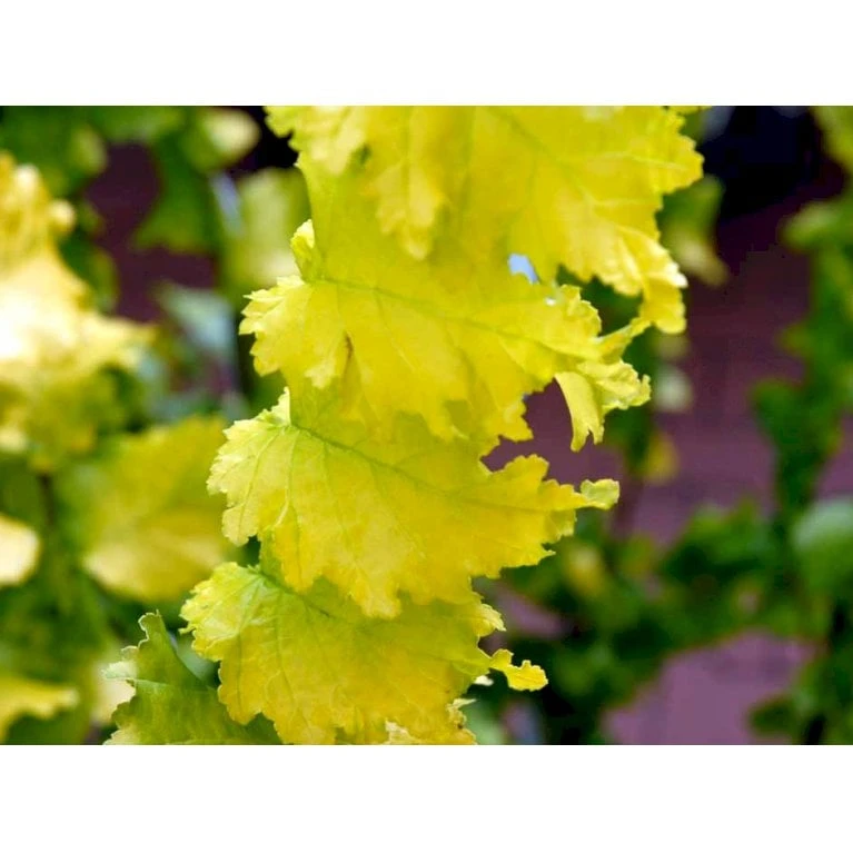 Guld Elm Ulmus Hollandica 'Wredei' Med Klump,- 150-175 Cm. 1 Guld Elm Ulmus Hollandica 'Wredei' Med Klump,- 150-175 Cm.