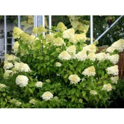 Syrén-Hortensia 'Limelight' Hydrangea Paniculata 'Limelight' Opstammet 90 Cm. 7,5 Liter Potte -Tilbud Lys Haven Butik mi3703 hydrangea paniculata limelight c7e2 1