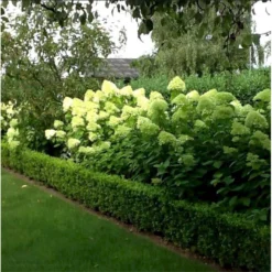 Syrén-Hortensia 'Limelight' Hydrangea Paniculata 'Limelight' Opstammet 90 Cm. 7,5 Liter Potte -Tilbud Lys Haven Butik mi3703 hydrangea paniculata limelight d8b9