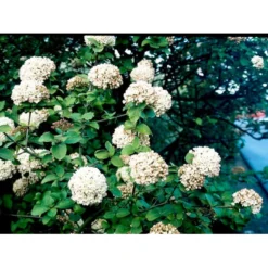 Duft-snebolle Viburnum Carlcephalum Med Klump,- 100-120 Cm. -Tilbud Lys Haven Butik mi3729 viburnum carlcephalum 5afa