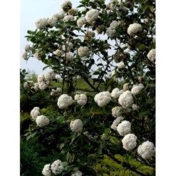 Duft-snebolle Viburnum Carlcephalum Med Klump,- 100-120 Cm. -Tilbud Lys Haven Butik mi3729 viburnum carlcephalum a509