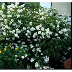 Uægte Jasmin 'Coronarius' Philadelphus Coronarius Solitær Busk 150-200 Cm. - Med Klump