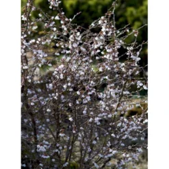 Fuji-kirsebær 'Kojou-no-mai' Prunus Incisa 'Kojou-no-mai' Opstammet 90 Cm. 7,5 Liter Potte -Tilbud Lys Haven Butik mi3753 prunus incisa kojou no mai adfa