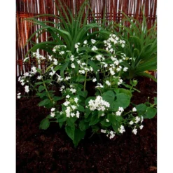 Kærmindesøster 'Betty Bowring' Brunnera Macrophylla 'Betty Bowring' 1 Liter Potte -Tilbud Lys Haven Butik mi375 brunnera macrophylla betty bowring 0d8f