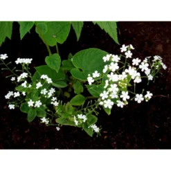 Kærmindesøster 'Betty Bowring' Brunnera Macrophylla 'Betty Bowring' 1 Liter Potte -Tilbud Lys Haven Butik mi375 brunnera macrophylla betty bowring 1b51