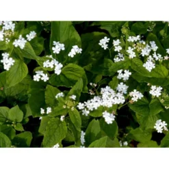 Kærmindesøster 'Betty Bowring' Brunnera Macrophylla 'Betty Bowring' 1 Liter Potte -Tilbud Lys Haven Butik mi375 brunnera macrophylla betty bowring a666