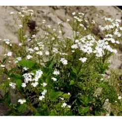 Kærmindesøster 'Betty Bowring' Brunnera Macrophylla 'Betty Bowring' 1 Liter Potte