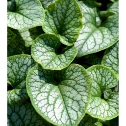 Kærmindesøster 'Jack Frost' Brunnera Macrophylla 'Jack Frost' 1 Liter Potte -Tilbud Lys Haven Butik mi376 brunnera macrophylla jack frost 38e5