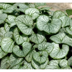 Kærmindesøster 'Jack Frost' Brunnera Macrophylla 'Jack Frost' 1 Liter Potte -Tilbud Lys Haven Butik mi376 brunnera macrophylla jack frost a359