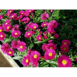 Pudeasters 'Starlight' Aster Dumosus 'Starlight' 1 Liter Potte -Tilbud Lys Haven Butik mi3781 aster starlight 08d2