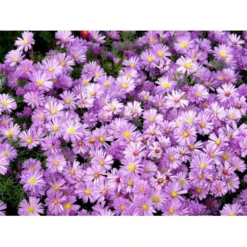 Asters 'Jungfrau' Aster Frikartii 'Jungfrau' 1 Liter Potte
