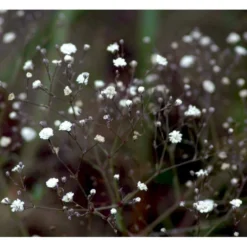 Brudeslør 'Bristol Fairy' Gypsophila Paniculata 'Bristol Fairy' 2 Liter Potte