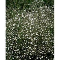 Brudeslør 'Bristol Fairy' Gypsophila Paniculata 'Bristol Fairy' 2 Liter Potte -Tilbud Lys Haven Butik mi3805 gypsophila paniculata bristol fairy f2a4