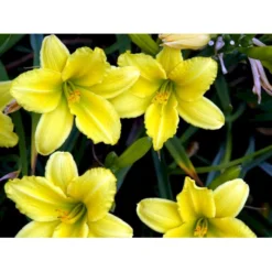 Daglilje 'Green Flutter' Hemerocallis 'Green Flutter' Potte 2 Liter. -Tilbud Lys Haven Butik mi3809 hemerocallis green flutter 641f