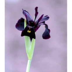 Smalbladet Iris Iris Chrysographes 'Black Form' 1 Liter Potte
