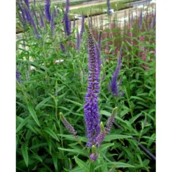 Langbladet Ærenpris 'Blauriesin' Veronica Longifolia 'Blauriesin' 1 Liter Potte