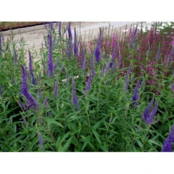 Langbladet Ærenpris 'Blauriesin' Veronica Longifolia 'Blauriesin' 1 Liter Potte -Tilbud Lys Haven Butik mi3833 veronica longifolia blauriesin 7023