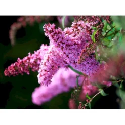 Sommerfuglebusk 'Pink Delight' Buddleja Davidii 'Pink Delight' Potte 6,5 Liter 50-60 Cm. -Tilbud Lys Haven Butik mi383 buddleia davidii pink delight 0432