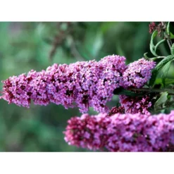 Sommerfuglebusk 'Pink Delight' Buddleja Davidii 'Pink Delight' Potte 6,5 Liter 50-60 Cm. -Tilbud Lys Haven Butik mi383 buddleia davidii pink delight 2b78