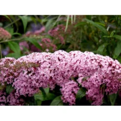 Sommerfuglebusk 'Pink Delight' Buddleja Davidii 'Pink Delight' Potte 6,5 Liter 50-60 Cm. -Tilbud Lys Haven Butik mi383 buddleia davidii pink delight 3e61
