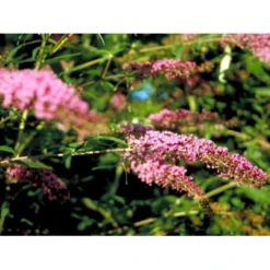 Sommerfuglebusk 'Pink Delight' Buddleja Davidii 'Pink Delight' Potte 6,5 Liter 50-60 Cm. -Tilbud Lys Haven Butik mi383 buddleia davidii pink delight 9bd7