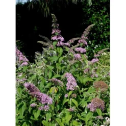 Sommerfuglebusk 'Pink Delight' Buddleja Davidii 'Pink Delight' Potte 6,5 Liter 50-60 Cm. -Tilbud Lys Haven Butik mi383 buddleia davidii pink delight e41c