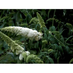 Sommerfuglebusk 'White Profusion' Buddleja Davidii 'White Profusion' Potte 6,5 Liter 50-60 Cm. -Tilbud Lys Haven Butik mi385 buddleia davidii white profusion 609a
