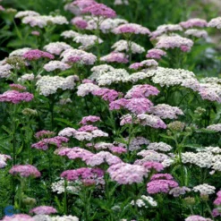 Almindelig Røllike 'Apfelblüte' Achillea Millefolium 'Apfelblüte' Bakke Med 12 Stk. -Tilbud Lys Haven Butik mi3869 achillea millefolium apfelbute 4bfc