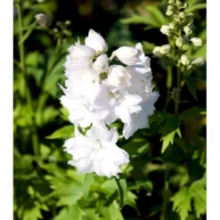 Ridderspore Magic Fountain - Hvid - Delphinium Magic Fountain - Hvid - 1 Liter Potte