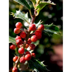 Almindelig Kristtorn 'Alaska' Ilex Aquifolium 'Alaska' Potte 2,0 Liter,- 25-30 Cm. -Tilbud Lys Haven Butik mi3904 ilex aquifolium alaska 8569