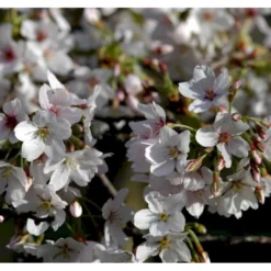 Yoshino-kirsebær Prunus Yedoensis Solitær Busk 150-200 Cm. - Med Klump
